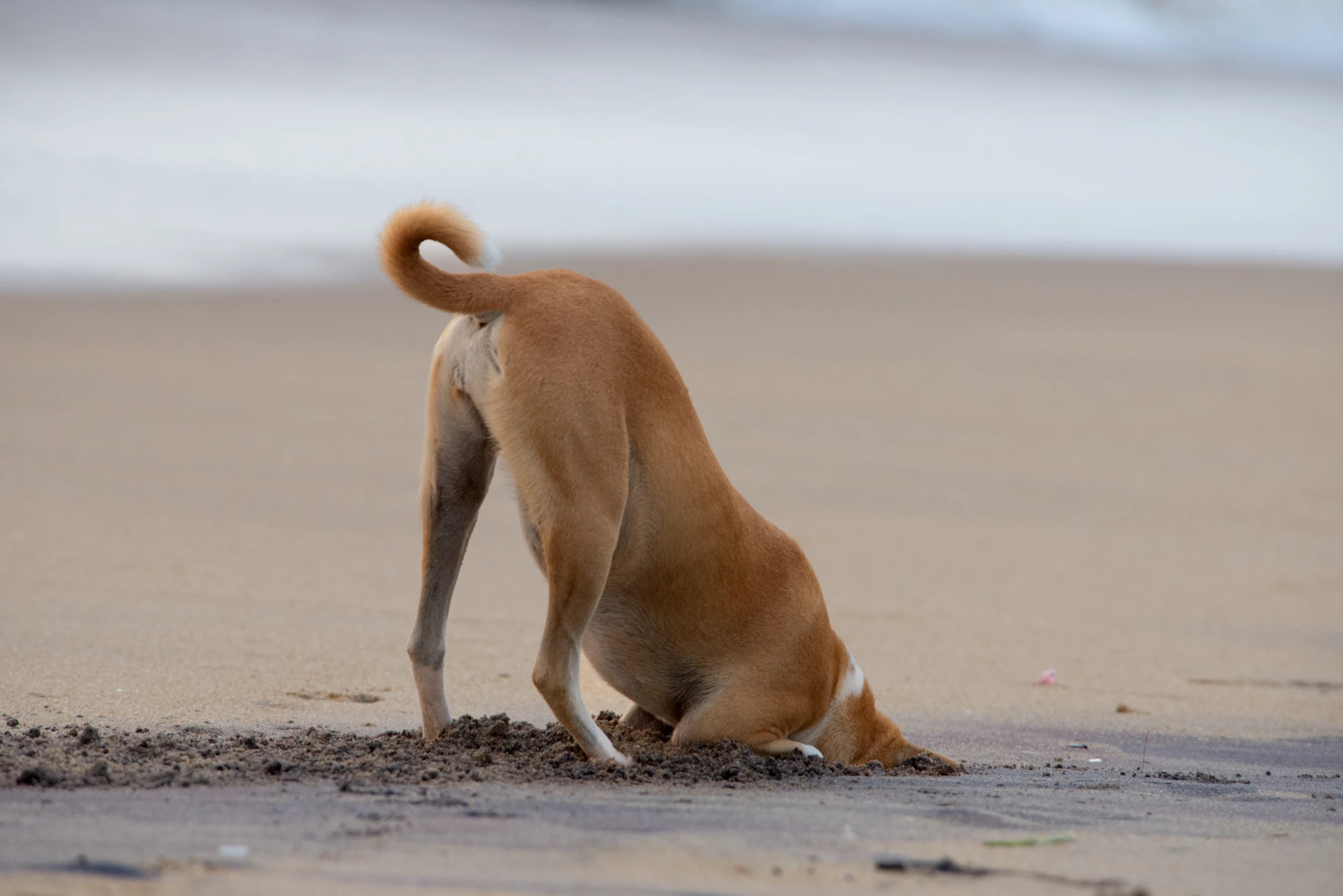 notfound dog
